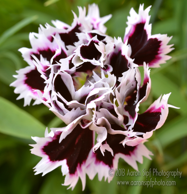Dianthus chi. hedd. Black and White Minstrels